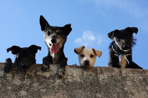 Four dogs looking over a wall under a clear blue sky, pet wellness concept